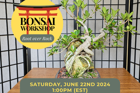 Root Over Rock Ficus Bonsai Workshop Ad