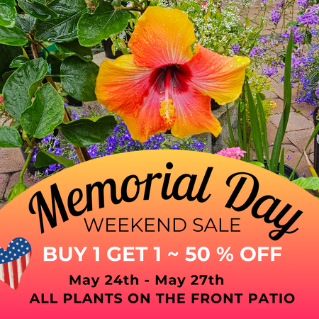 Hibiscus Flower Memorial Day Sale at The Yard