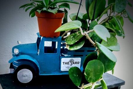 Hoya Plants on table top Blue Pickup Truck 
