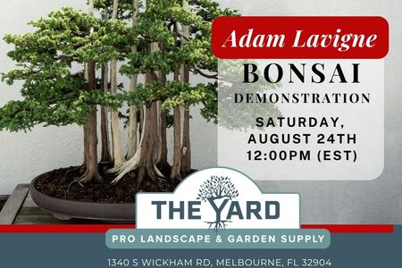 Goshin Bonsai in an ad for The Yard hosting demo by Adam Lavigne