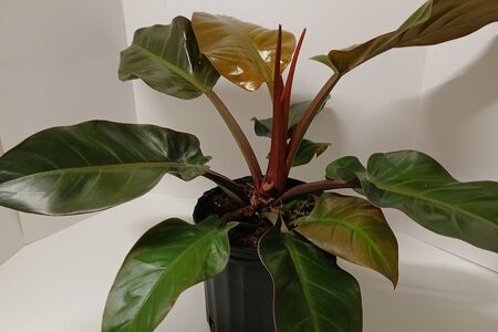 Philodendron Imperial Red 3g
