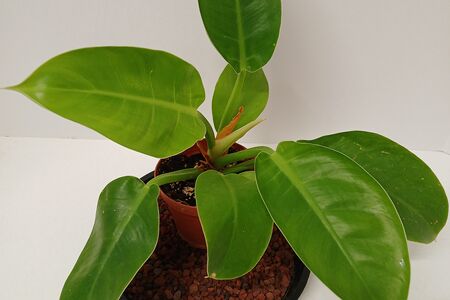 Imperial Green Philodendron