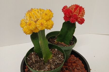 Grafted Color Cactus 4"