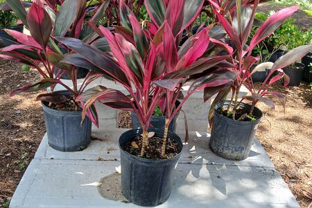 Red Sister Cordyline 3g